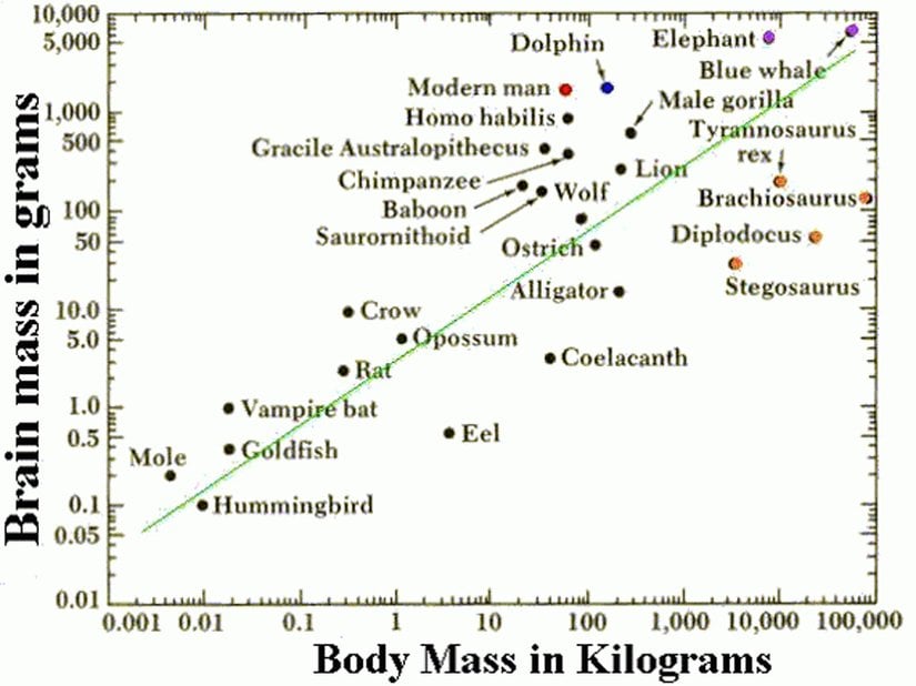 Burada da bir diğer örneği görülmektedir. Bu defa yeşil çizgi "normal" veya "ortalama" değeri göstermektedir. Yine görülebileceği gibi insan (kırmızı nokta), grafikten sol üst köşeye doğru en uzak olan canlıdır. "Sol üst" tarafa gitmenin zekanın fazla olduğunu gösterme sebebi, grafik düzleminde sol üst tarafa doğru gidildikçe vücut kütlesinin azalması, beyin kütlesinin ise artmasıdır. Dolayısıyla beyin-vücut oranı sol üst köşeye doğru giderken hızla artar.