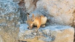 Kafkas sincabı (Sciurus anomalus)