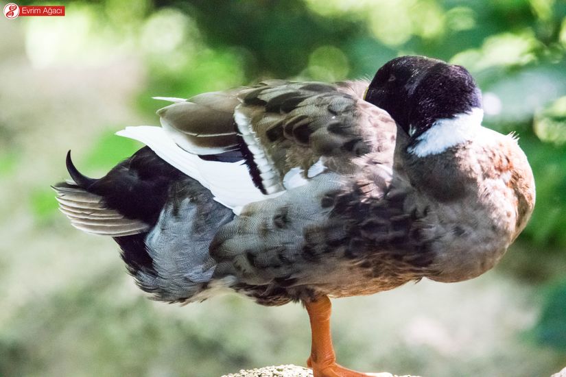 Erkek bir evcil ördek (Anas platyrhynchos domesticus).