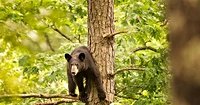 Bear Believed to Have Killed Lone Camper in Arkansas
