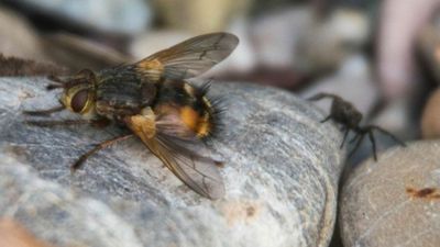 Taklitçi parazit sinek (Tachina fera)