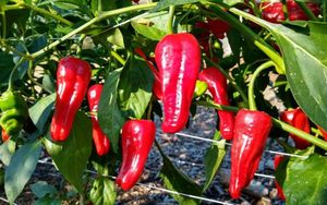 Growing Microclimates Improve Chili Pepper Resilience To Abiotic Stress