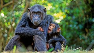 Chimpanzees Exhibit Smart Exploration Strategies Based On Environment