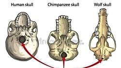 Foramen Magnum'dan Anatomik Tespit Yöntemi