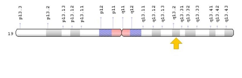 ITKPC gen bölgesi