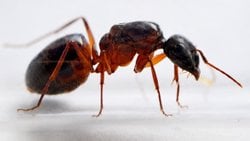 Camponotus Festai