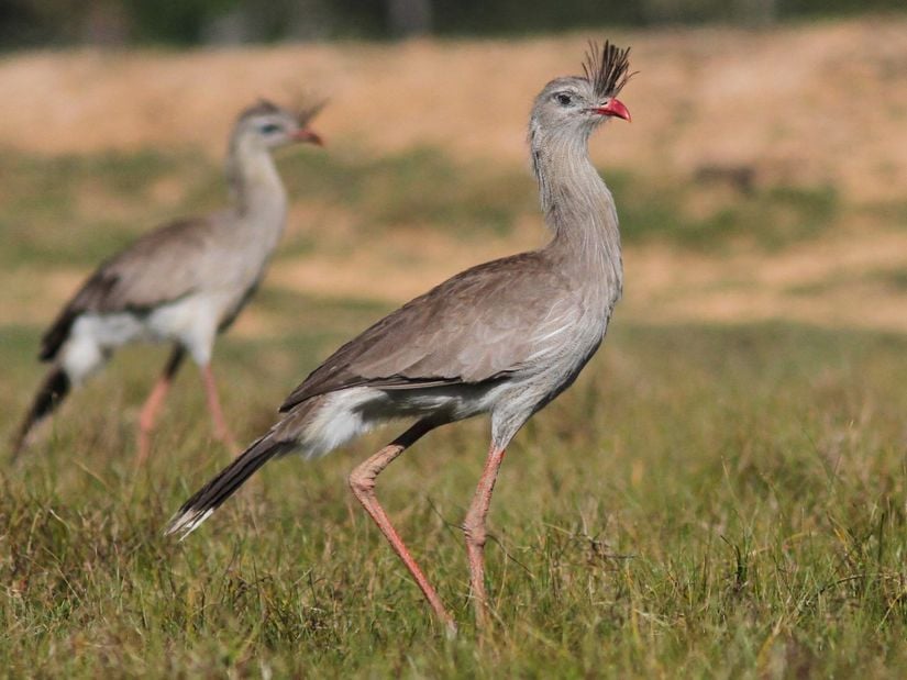 Tepeli kariyama (Cariama cristata) türü.