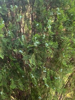 Bu bitkinin türü nedir?