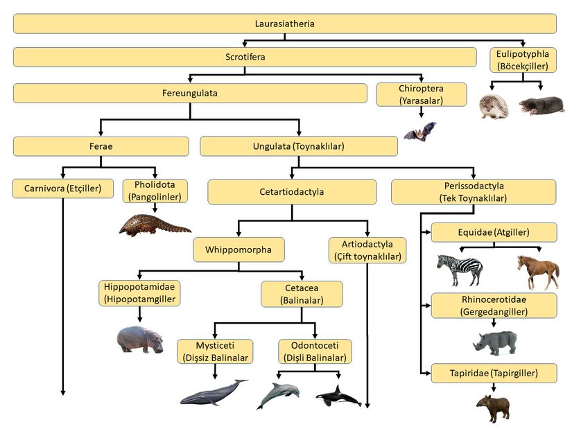 Yaklaşık 90 milyon yıl önce evrimleşen Laurasiatheria memelileri ve taksonomisi.