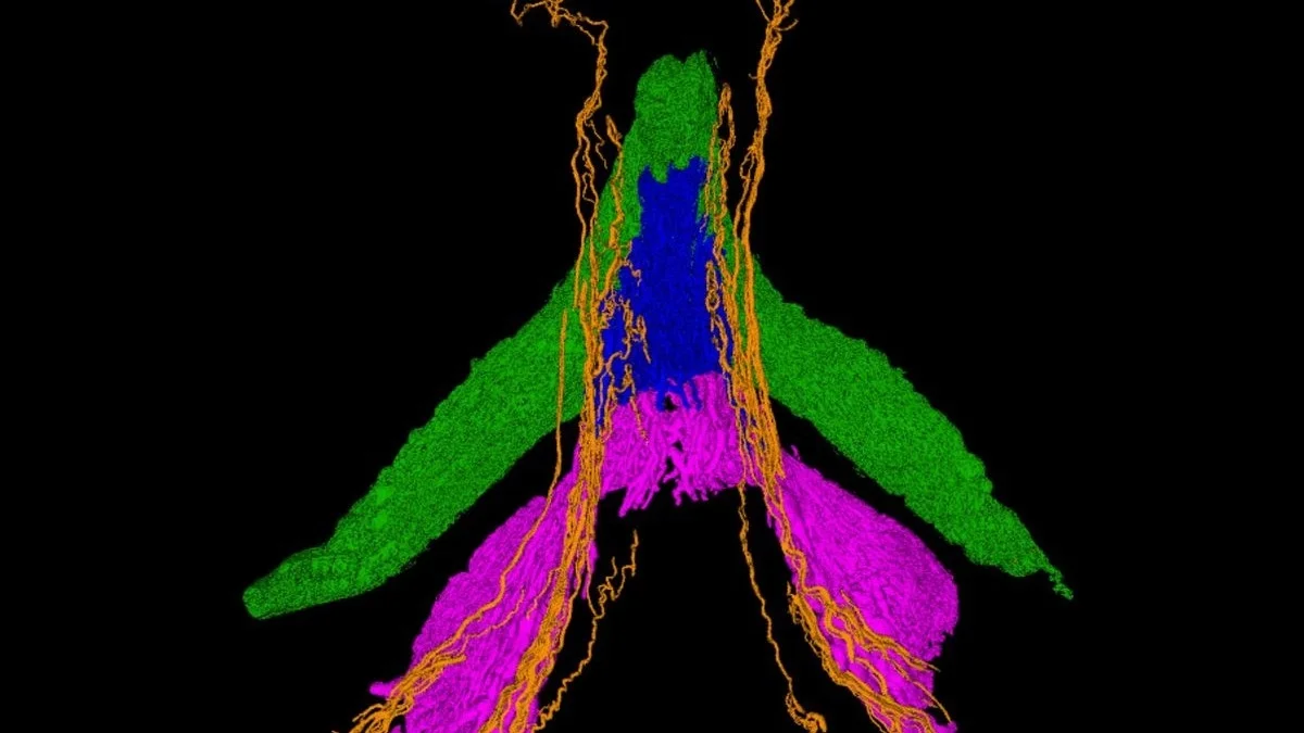 Bilim İnsanları Klitoris Sinirlerinin İlk Üç Boyutlu Haritasını Çıkardı