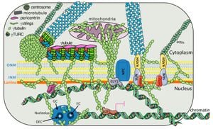 Revolutionary Insights Into γ-Tubulin Ring Complex Structure Unveiled