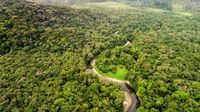 Reforestation not always cooling: a study reveals new findings on the climate impact of planting trees. - Noticias Ambientales