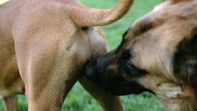 Köpekler Neden Birbirinin Poposunu Koklar?