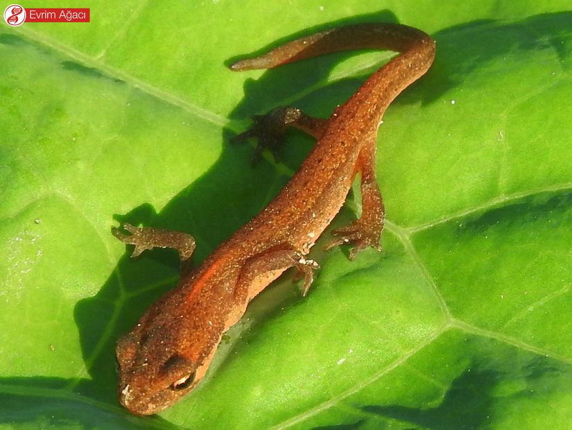 Küçük semender (Lissotriton kosswigi), Sakarya.