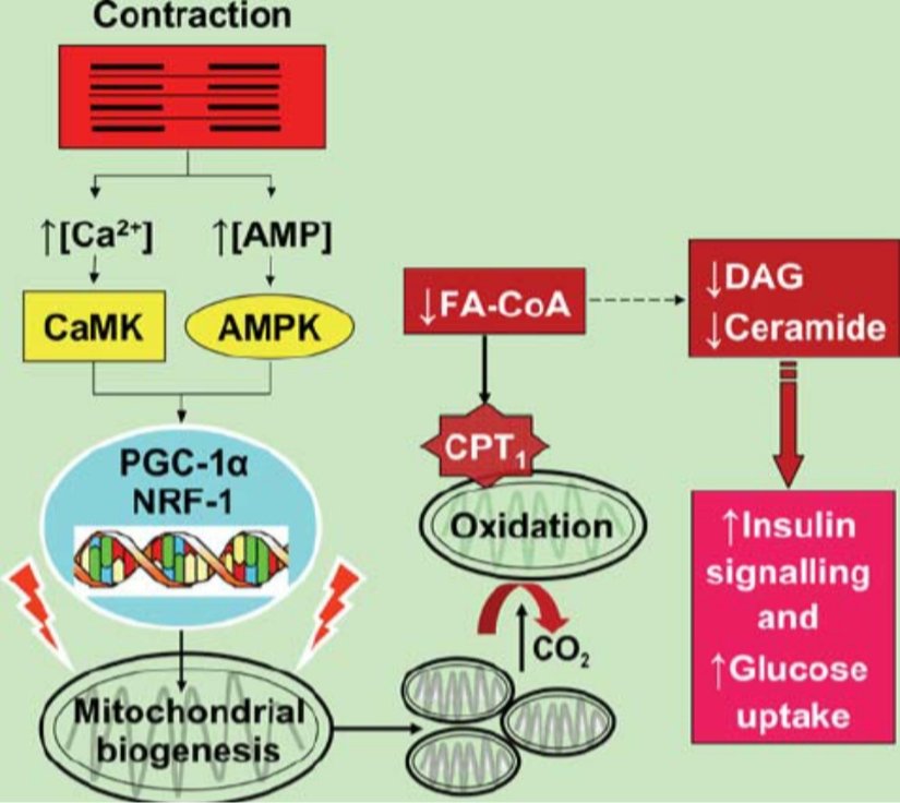 İnsülin ve egzersiz