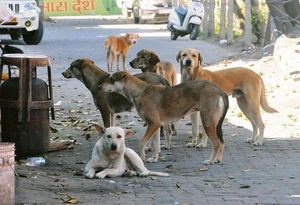 India Faces Urban Crisis As Pigeon And Dog Populations Surge