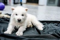 Colossal Biosciences prétend avoir «dé-éteint» une espèce de loup préhistorique