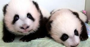 Berlin Zoo Reveals Adorable Names For Panda Twins