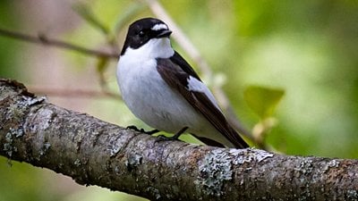 Bir Üreme Stratejisi Olarak 