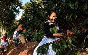 Vietnam's Coffee Industry Faces Environmental Challenges Amid Export Growth