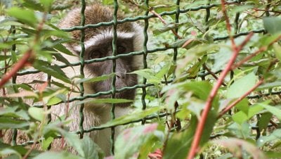 Hayvan Etiği ile İlgili Okumanız Gereken 20 Kitap