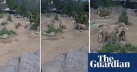 Elephants form 'alert circle' to protect young during California earthquake - video