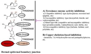 Innovative Method Boosts Accuracy Of Tyrosinase Peptide Predictions