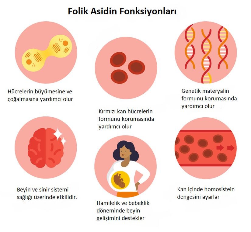 Folik asidin fonksiyonları.