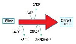 Tepkimede glikozu aktifleştiren 2atp canlıya *ilk* glikoliz tepkimesine nereden gelmiştir?