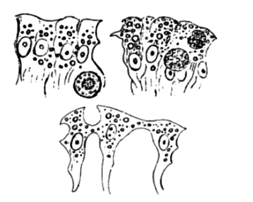 "Dallanmış hücreler", orijinal çizim, Enrico Sertoli.