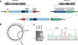 Novel TOP2B::AFF2 Fusion Gene Discovered In Pediatric Leukemia