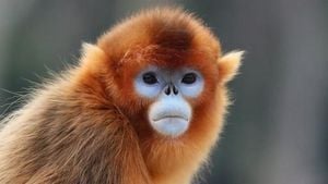 Golden Snub-Nosed Monkeys Unveiled In France
