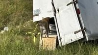 Escaped monkey from Jasper County truck crash found outside a Heidelberg house