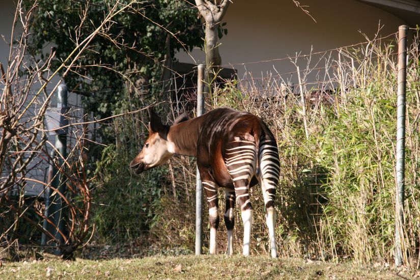 Okapi