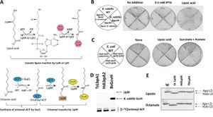 Unique Phase Behavior Discovered In Essential Protein LplA