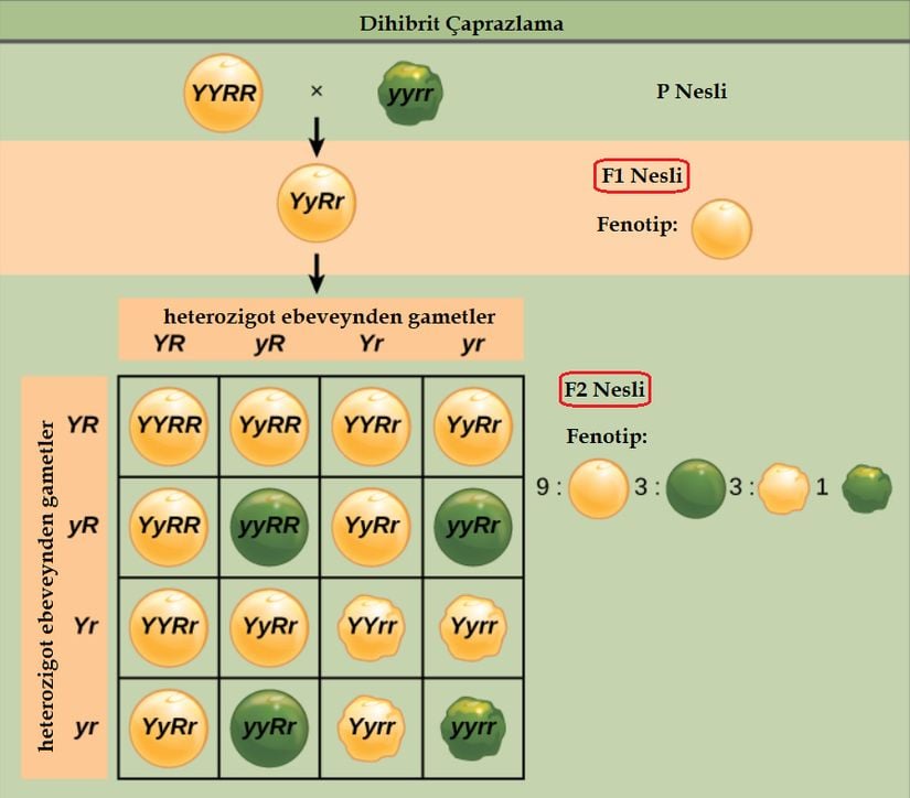 Tohum rengi ve doku bağlamında düzenlenmiş bir dihibrit çaprazlama. P neslinin çaprazlanması, iki özellik için de heterozigot olan bir F1 neslini meydana getirir. F2 neslinde görülen 9:3:3:1 fenotipik oran ise Punnett Karesi ile bulunur.