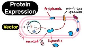 New Medium Enhances Protein Production Using E. Coli