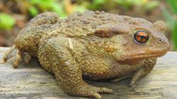 Siğilli kurbağa (Bufo bufo)