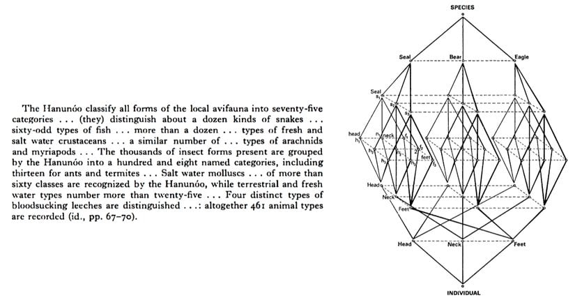 C. Lévi-Strauss’un “totemik operatör” adını verdiği düşünce modeli. Modelde hayvanlar, sadece kutsal varlıklar olarak değil, insanın dünyayı anlamlandırma çabasının birer aracı olarak yer alıyor. En tepede yer alan “türler” başlığı altında fok, ayı ve kartal gibi farklı hayvanlar sıralanmış. Her biri, baş, boyun ve ayaklar gibi kendi beden parçalarına ayrılmış. Bu parçalar arasında kurulan çizgiler, özünde insan zihninin doğayı nasıl sınıflara ayırdığını, nasıl benzerlikler ve karşıtlıklar kurduğunu anlatıyor. En alt noktadaysa birey yer alıyor. Yani bu karmaşık ağın sonunda, hayvanlardan yola çıkılarak kurulan düşünsel sistemin tam merkezinde yine insan duruyor. Lévi-Strauss’un da dediği gibi, insanlar hayvanlara onlar kutsal olduğu için değil, düşündürücü oldukları için yöneliyor. Çünkü hayvanlar, doğayı anlamlandırmak isteyen insan zihni için hem bir ayna hem de bir düzen kurma aracıdır.