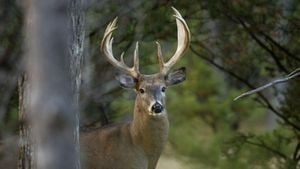 Michigan Deer Hunting Season Opens With New Guidelines