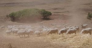 Storm-Driven Rain Offers Brief Respite For Drought-Affected Farmers In Australia