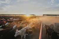 GOP lawmakers question ‘long-term fairness’ of trade boost to Argentinian beef