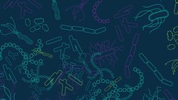 Anksiyeteyi Kalın Bağırsak Bakterileri Etkiliyor Olabilir!