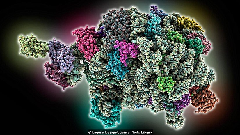 Ribozom protein yapar.