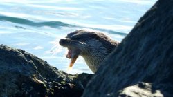 Sansargiller (Mustelidae)