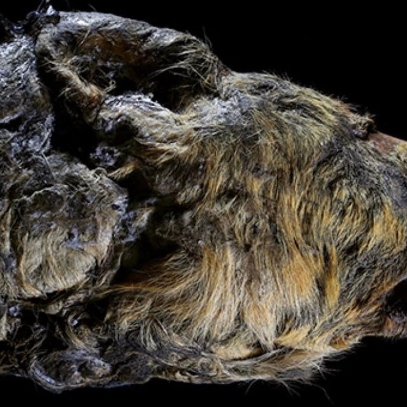 Sibirya'da 40 Bin Yıllık Çok İyi Korunmuş Dev Kurt Fosili Bulundu!