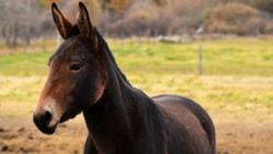 Üreme Yalıtımı Nedeniyle Melezliğin Engellenmesi