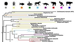 Türler Arası Gen Aktarımı, Evrimin İtici Güçlerinden Birisidir!