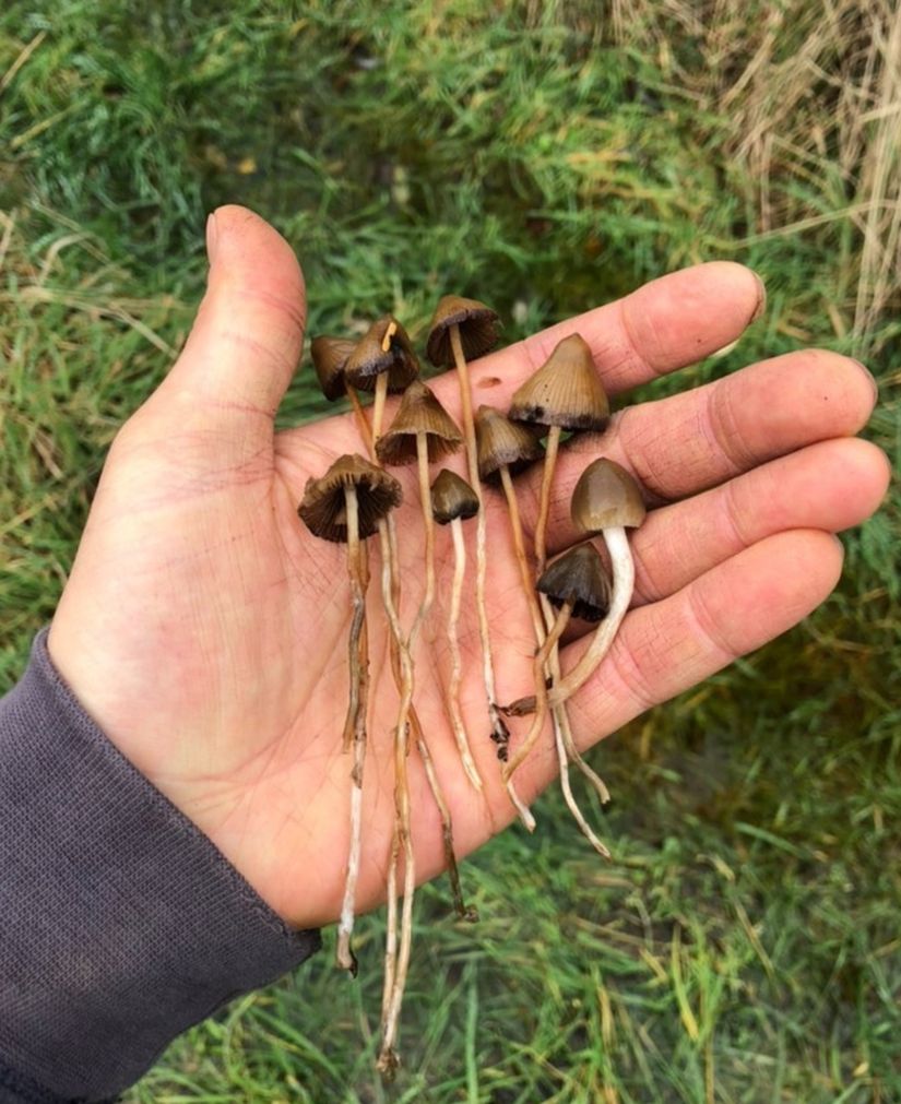 Psilocybe semilanceata türü sihirli mantarlar.