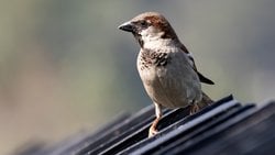 Serçeler Kaç Yıl Yaşar?